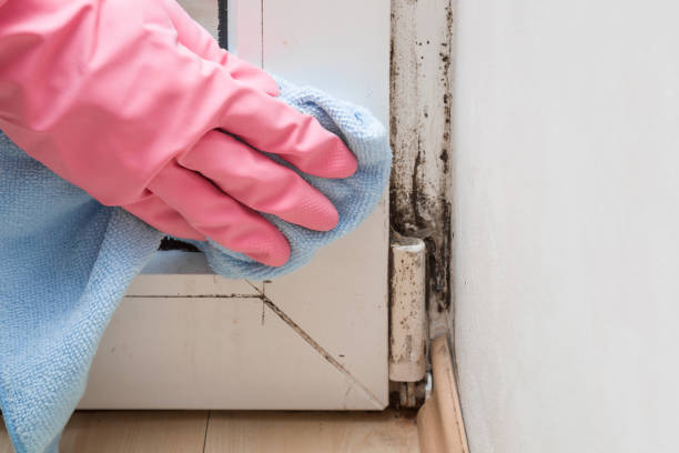 Best Professional Mold Removal  in Memphis, TX